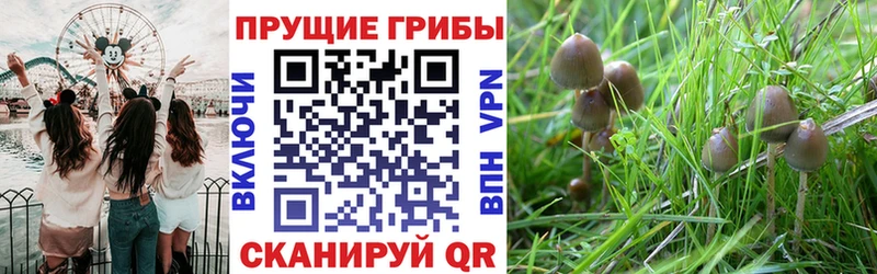 hydra как войти  где купить наркоту  Кущёвская  Галлюциногенные грибы MAGIC MUSHROOMS 